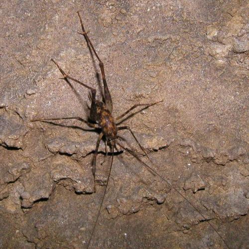 Photo of Australian Cave Cricket (Rhaphidophoridae)