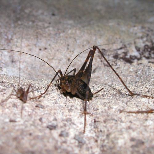 Photo of Australian Cave Cricket (Rhaphidophoridae)