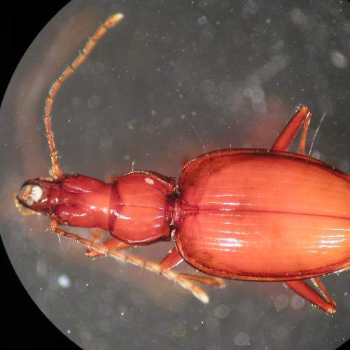 Newdegate Cave beetle (Idacarabus cordicollis)