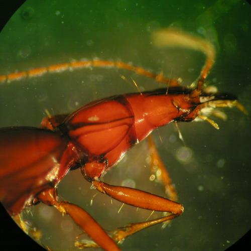 Head of Idacarabus cordicollis from Newdegate Cave