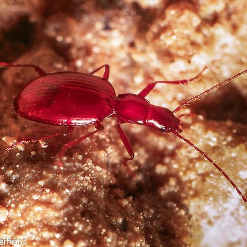 Idacarabus troglodytes