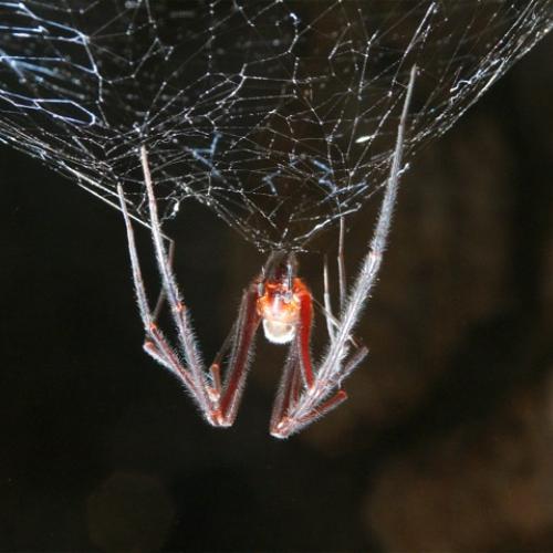 Tasmanian Cave Spider