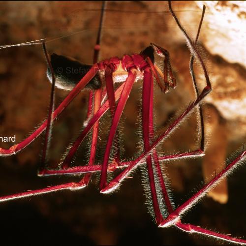 Tasmanian Cave Spider